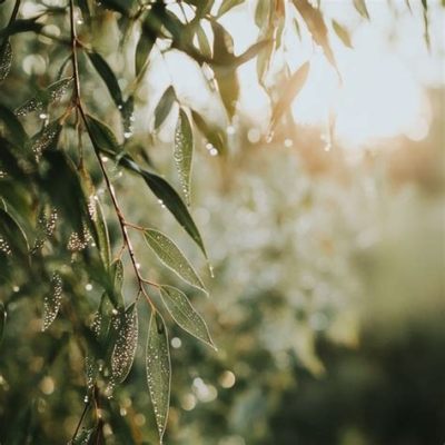  Celestial Whispers - Een ontroerende meditatie van zacht kabbelend water en etherische fluittonen